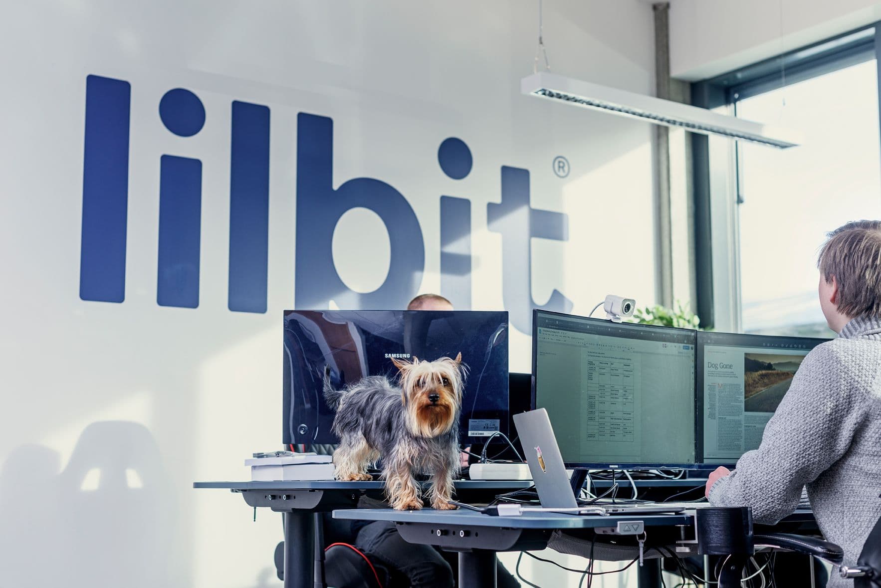 lilbit office dog
